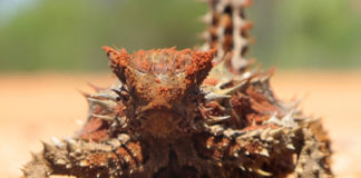 Thorny Devil in Uluru-Kata Tjuta National Park, NT