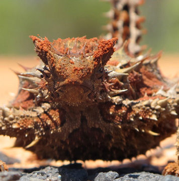 La Faune d’Australie : les étranges créatures Thorny Devil in Uluru-Kata Tjuta National Park, NT