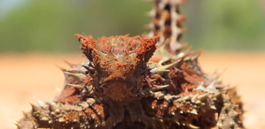 Thorny Devil in Uluru-Kata Tjuta National Park, NT