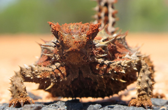 La Faune d’Australie : les étranges créatures