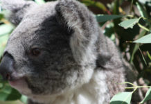 Adopter un koala Australie