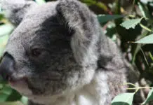 Adopter un koala Australie
