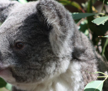 Adopter un koala Australie