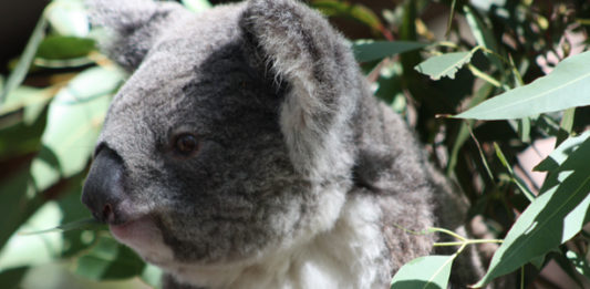 Le Koala d’Australie Adopter un koala Australie