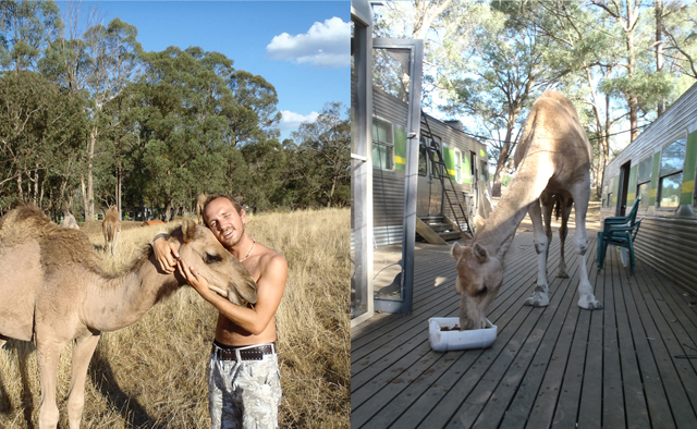 HelpX Camel Farm Australie 3