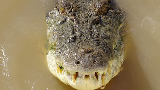 Jumping Crocodiles Adelaide River Northern Territory