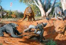 Mega fauna australia giants animals