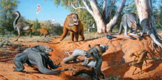 Mega fauna australia giants animals