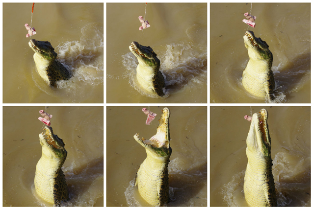 Jumping Crocodiles Adelaide River Northern Territory 3