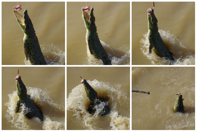 Jumping Crocodiles Adelaide River Northern Territory 2