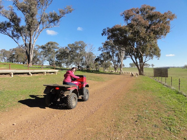 Quad Elevage moutons australie job