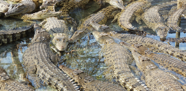 Travailler ferme crocodiles Australie job zoo