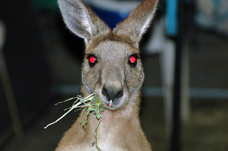 20 bonnes raisons de ne PAS partir en Australie