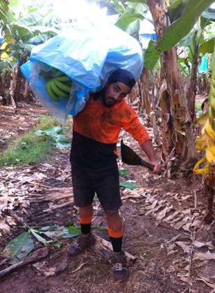 Fruit Picking bananes Australie 6