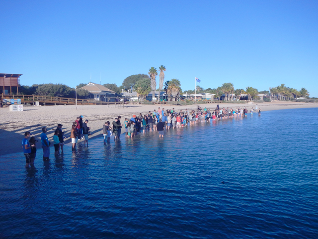 La "dolphin experience" ou feed, vu du ponton