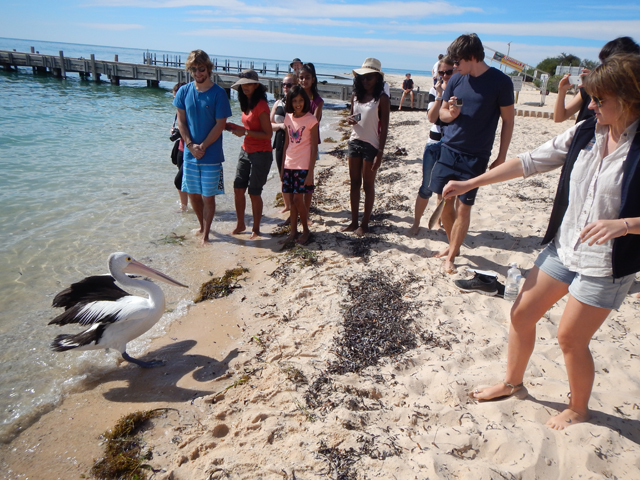 Il faut "distraire" les pelicans lorsque l'on arrive avec les poissons pour les dauphins