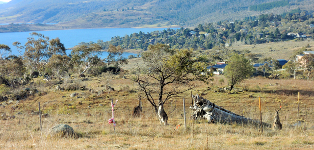 Kangourous Australie Snowy mountains