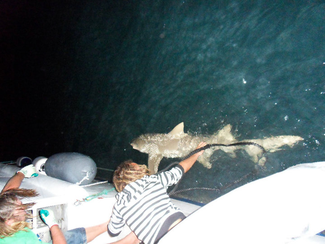 Requin australie bateau pêche job