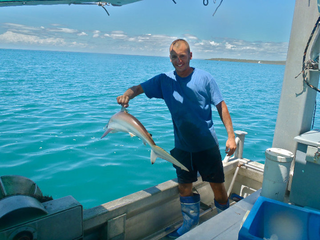 Requin australie bateau job