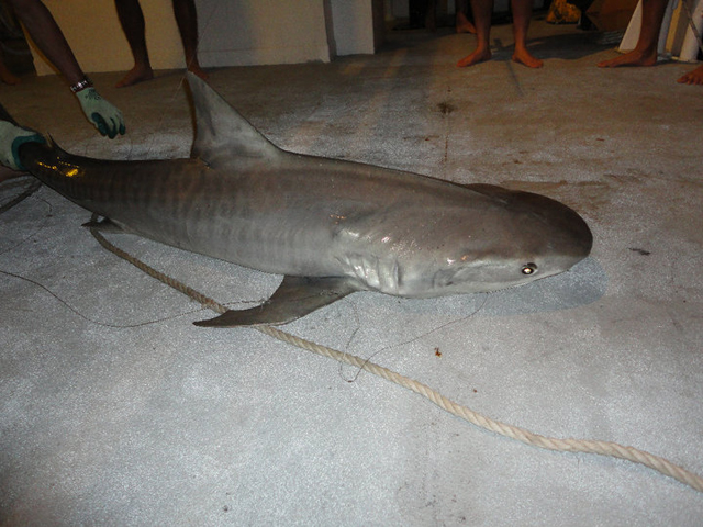 Job Requin australie bateau peche