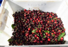 Cherry picking Australia
