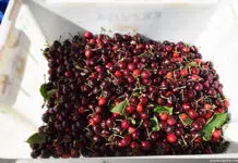 Cherry picking Australia