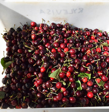 Expérience de job dans le Picking de Cerises à Young Cherry picking Australia
