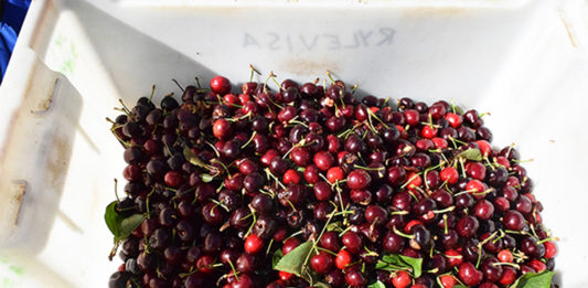 Cherry picking Australia