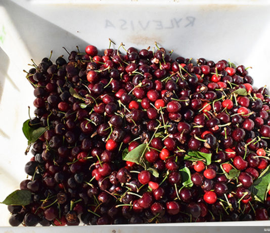 Cherry picking Australia