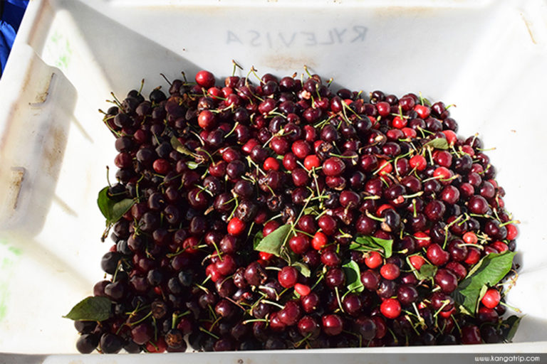 Expérience de job dans le Picking de Cerises à Young