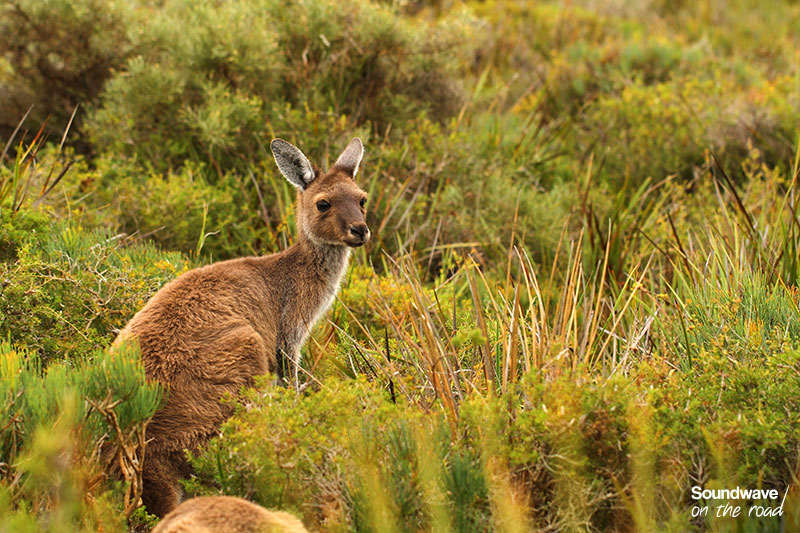 kangaroo_soundwaveontheroad