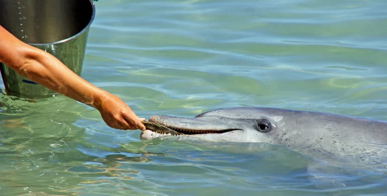 Travailler avec les dauphins à Monkey Mia : un job de rêve Travailler avec les dauphins à Monkey Mia : un job de rêve