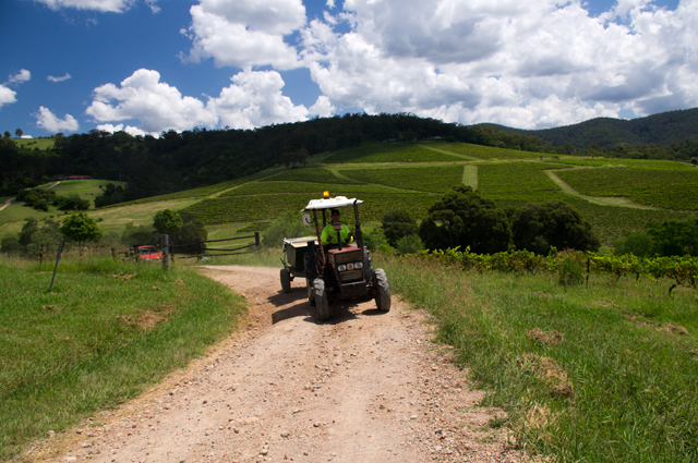 Fruit picking en Australie les vendanges