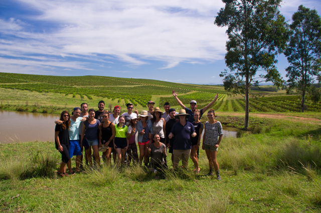 Fruit picking dans les vendanges en Australie