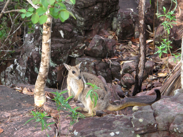 Wallabie au Litchfield National Park