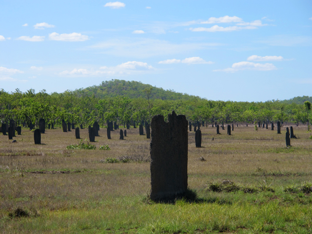 Les termitières du Litchfield National Park