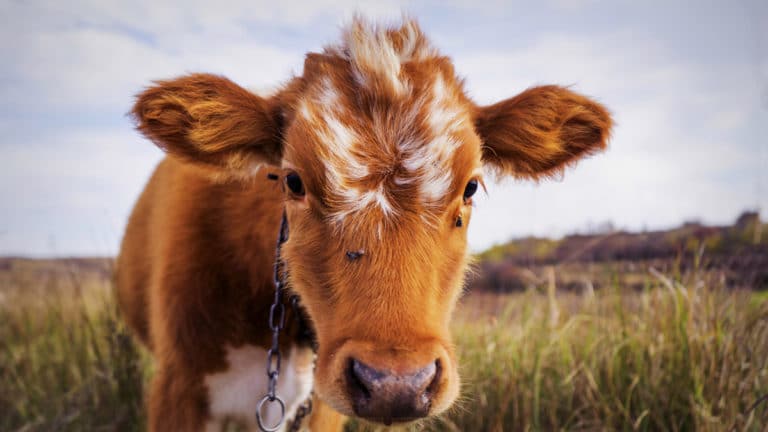 Trouver un job dans une ferme laitière