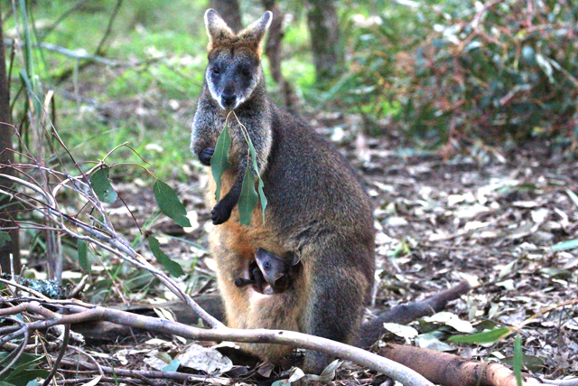 Kangourou et son bébé en train de manger dans la nature australienne