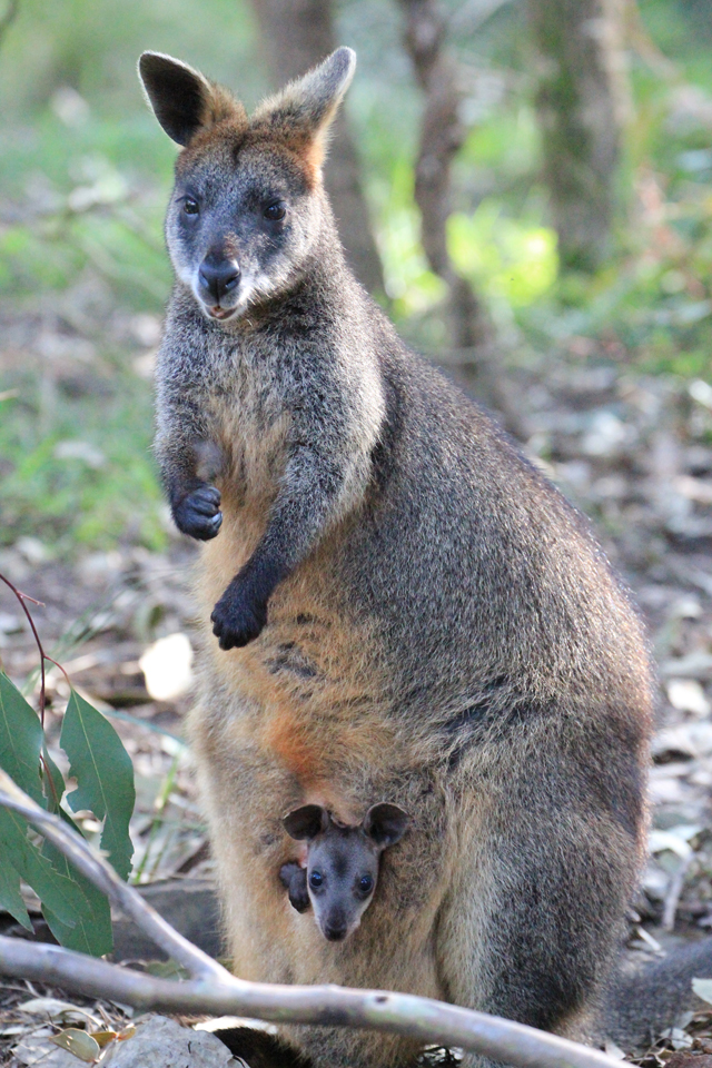 Wallaby et son bébé en pleine nature australienne