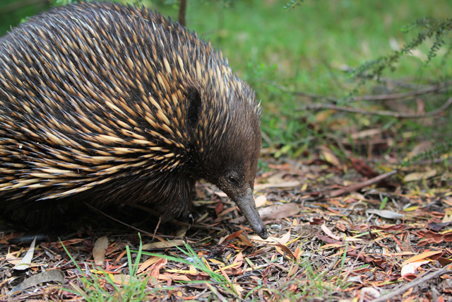 Echnidé dans la nature australienne