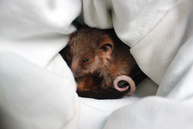 Opossum d'Australie dans un centre de sauvetage