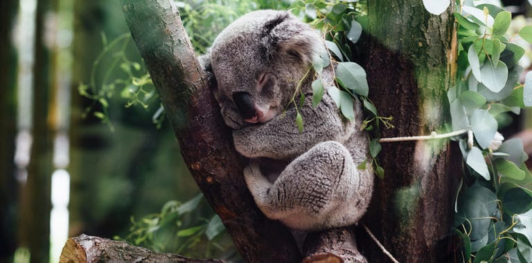 Devenir sauveteur d’animaux en Australie