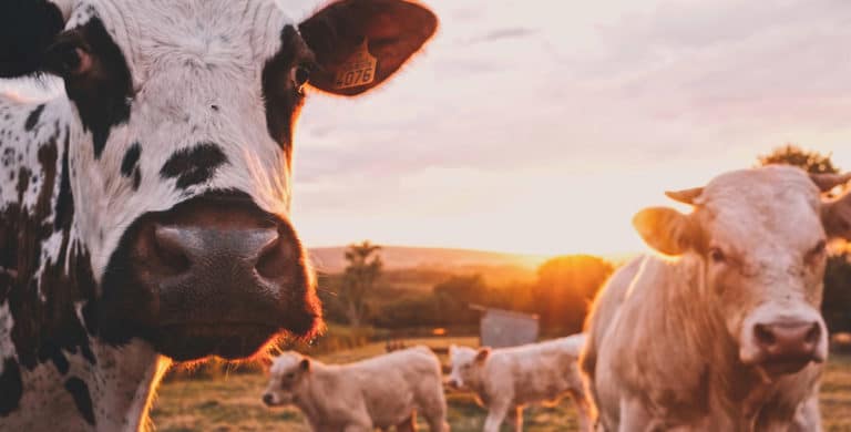 Travailler 88 jours dans une ferme laitière