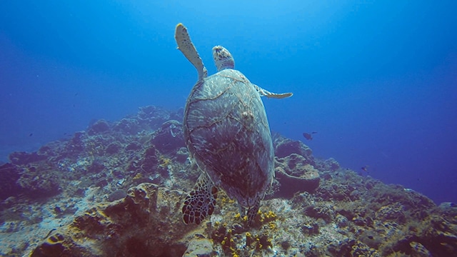 Tortue qui nage sur la grande barrière de corail en australie