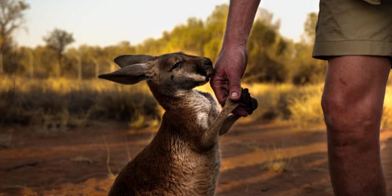 Faire du Wwoofing en Australie