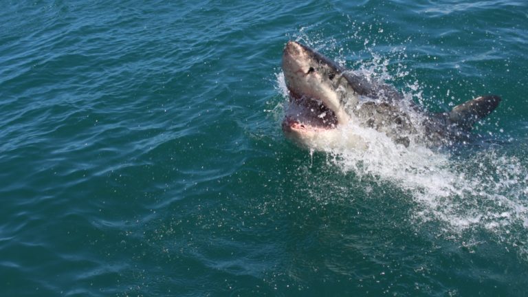 Où plonger avec les requins en Australie ?