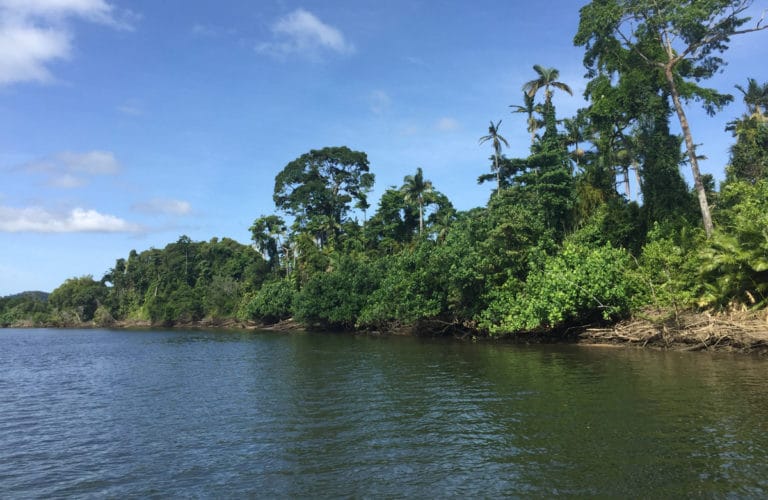 Visiter la Daintree Rainforest en Australie