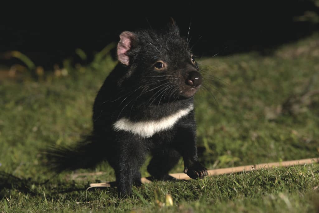 petit diable de tasmanie en australie