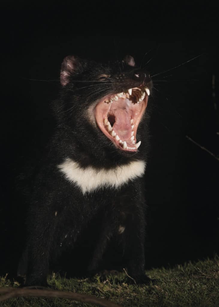 diable de tasmanie sur l'ile de Maria Island en australie