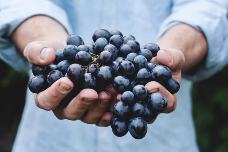 8 meilleurs spots pour trouver un fruit picking job en Australie du Sud